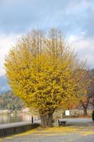ginkgo biloba träd gula löv blommar på hösten foto