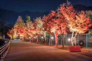 dekorativ väg med lönnträd lyser upp i höstsäsongen och bergsbakgrund foto