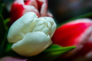 vita och röda tulpaner i en bukett foto
