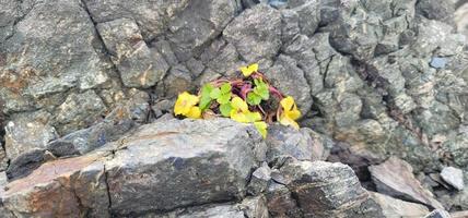 beluga punkt ankarplats alaska närbild blommor foto