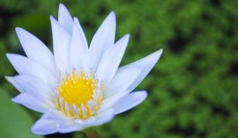 vit näckros på löv och naturlig pool bakgrund. Lotus blomma. foto