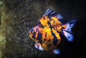 färgglada guldfiskar simmar i tanken på svart bakgrund. foto