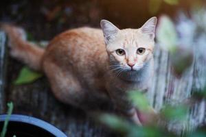 orange katt sitter på golvet med solljus i trädgården foto