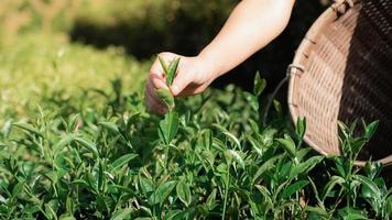 närbild av en bondes hand som plockar teblad från trädet och lägger i en bambukorg i teplantage foto