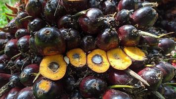 närbild av färsk oljepalmfrukt i en oljepalmplantage. foto