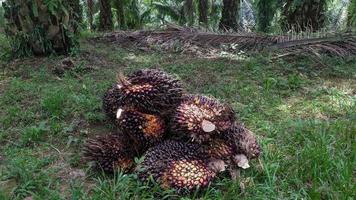 en grupp oljepalmfrukter på en naturbakgrund. färsk palmolja från palmträdgård, växt. foto