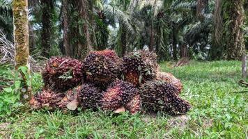 en grupp oljepalmfrukter på en naturbakgrund. färsk palmolja från palmträdgård, växt. foto
