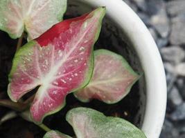 caladium bicolor stora växtblad färgglada och variegetad foto