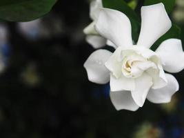 gardenia närbild och söt jusmine vit blomma foto