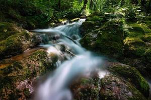 liten bäck i skogen foto