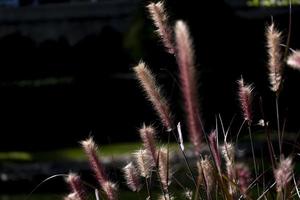 selektiv inriktning abstrakt rullgräs med gyllene ljus svart färgbakgrund i naturparken foto