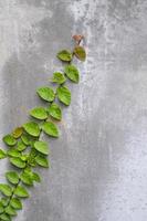 grön och res ficus pumila murgröna växt blad vägg tegel vidhäftning vit med grå cement bakgrund och kopia utrymme. foto