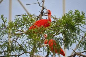 scarlet ibis fågeldjur foto