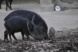 krage peccary däggdjur foto