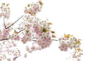 sakuraträd som blommar, japansk körsbärsträdgårdsblomning foto