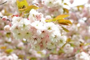 sakuraträd som blommar, japansk körsbärsträdgårdsblomning foto
