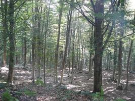 utsikt över Monte Amiata kullar och skogar, Toscana, Italien foto