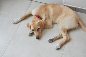 labrador tamhund aka canis lupus familiaris djur del av foto