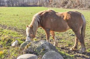 häst caballus underart av vilda equus ferus foto