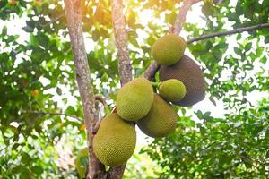 jackfrukt på jackfruktträdet tropisk frukt sommar på naturbladbakgrund foto