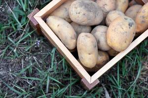 färsk potatisväxt, skörd av mogen potatis i trälåda jordbruksprodukter från potatisfält foto