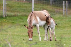 kincraig, Skottland, Storbritannien, 2015. przewalski häst med föl foto