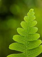 makrofoto, vackra vilda växtblad foto