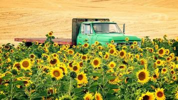 jordbruksplan för sängbilar i fält av solrosor