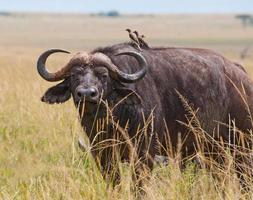 oxpeckers som sitter på baksidan av en cape buffalo foto