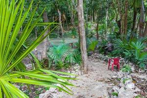 tropiska växter gångväg naturlig djungel skog puerto aventuras mexico. foto