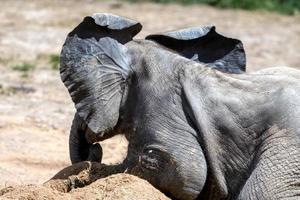 baby afrikansk elefant foto