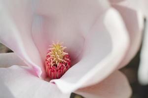 vackert blommande rosa magnoliaträd på nära håll foto