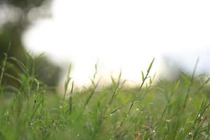 grönt gräs i naturen, frisk morgon med dagg på löven, naturbakgrundsbild foto