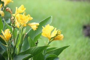 vackert indisk skott, cannablomma som blommar i vårsommarträdgården, tropisk blomma med en naturlig bakgrund foto