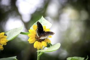 fjäril fjäril på gul solros i sommaren vårträdgård foto