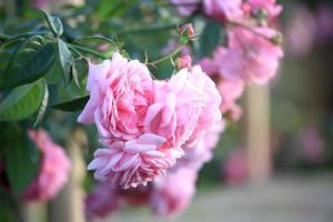 rosa engelska rosor som blommar i sommarträdgården, en av de mest doftande blommorna, bäst doftande, vackra och romantiska blommor foto