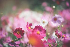 rosa kosmos blomma blommande kosmos blomma fält, vackra levande naturliga sommarträdgård utomhus park bild. foto