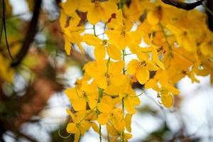 vacker gyllene duschblomma ratchaphruek, tropisk gul blomma som blommar i sommarträdgården foto