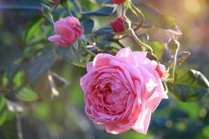 rosa engelska rosor som blommar i sommarträdgården, en av de mest doftande blommorna, bäst doftande, vackra och romantiska blommor foto