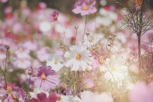 vit och rosa kosmos blomma blommande kosmos blomma fält, vackra levande naturliga sommarträdgård utomhus parkbild. foto