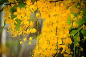 vacker gyllene duschblomma ratchaphruek, tropisk gul blomma som blommar i sommarträdgården foto