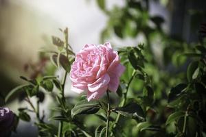 rosa engelska rosor som blommar i sommarträdgården, en av de mest doftande blommorna, bäst doftande, vacker och romantisk blomma foto