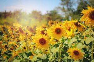 vacker gul solros som blommar i sommarfältet foto