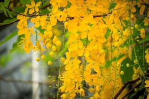 vacker gyllene duschblomma ratchaphruek, tropisk gul blomma som blommar i sommarträdgården foto