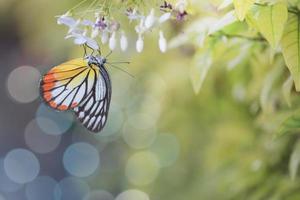 närbild vacker fjäril på vilda vatten plommon vit blomma i sommarträdgård, monark tiger fjäril vilda insekter i naturen foto