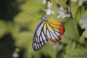 närbild vacker fjäril på vilda vatten plommon vit blomma i sommarträdgård, monark tiger fjäril vilda insekter i naturen foto
