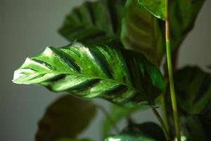 calathea lietzei grön randigt mönster blad närbild. krukväxter, grön heminredning, skötsel och odling, sorten marantaceae. foto