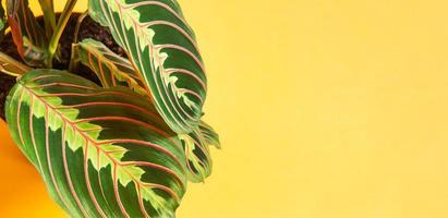 vackra maranta blad med en prydnad på en gul bakgrund närbild. familjen maranthaceae är opretentiös växt. kopieringsutrymme. odling av krukväxter, grön heminredning, skötsel och odling foto
