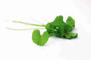 färska gröna centella asiatica blad på vit bakgrund foto