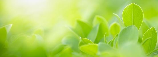 närbild av naturvy gröna blad på suddig grön bakgrund under solljus med bokeh och kopiera utrymme med som bakgrund naturliga växter landskap, ekologi täcka koncept. foto